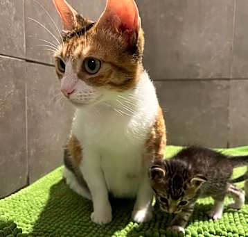 Photo of Ginger (MAW)