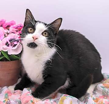 Photo of Kegon