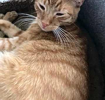 Photo of Cheeto