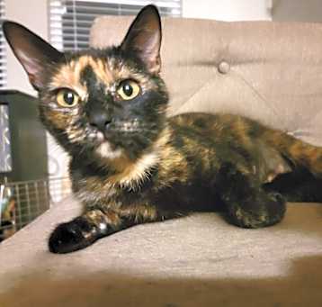 Photo of Clover (CLT)