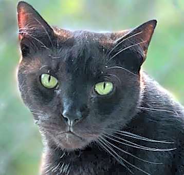 Photo of Apollo