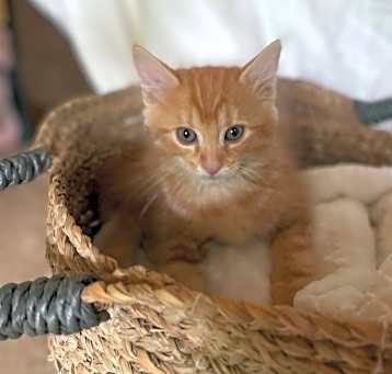 Photo of Mango (BBE)