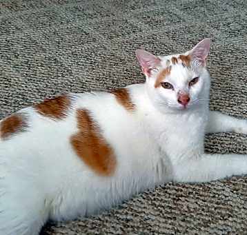 Photo of Fireball