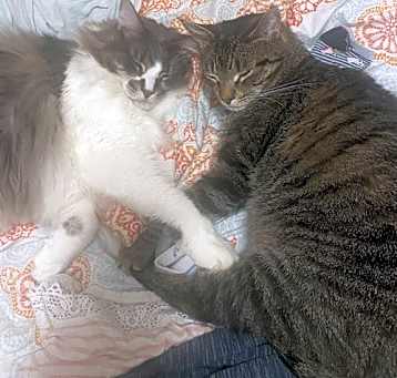 Photo of Prince and Perry - Best Friends