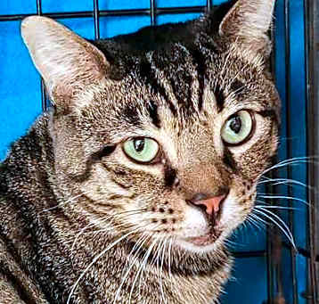 Photo of Mokie