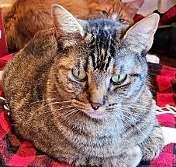 Photo of Pepper