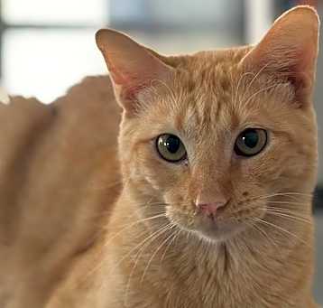 Photo of Winnie (Winston)