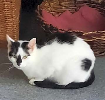 Photo of Oriolle