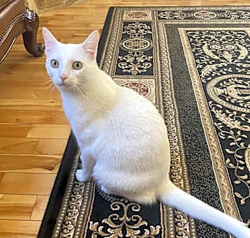 Photo of Toby
