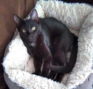 Photo of KITTEN POLLY POCKET