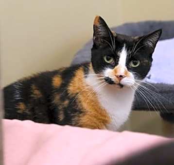 Photo of Purr-cilia