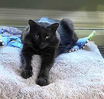 Photo of Valentino - Sponsored by Stephan S.