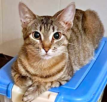 Photo of Nugget