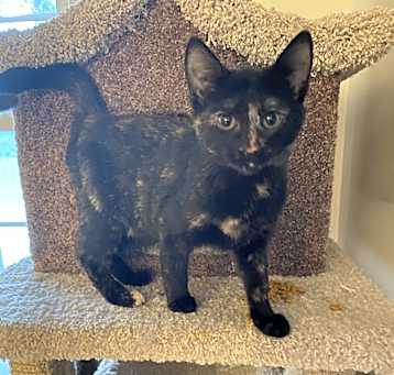Photo of kitten 1
