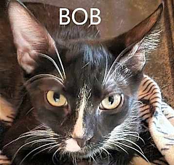 Photo of Bob
