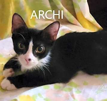 Photo of Archi