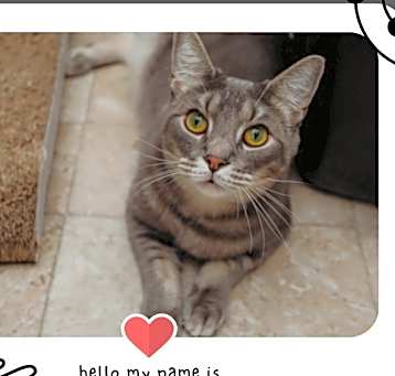 Photo of Cosmo