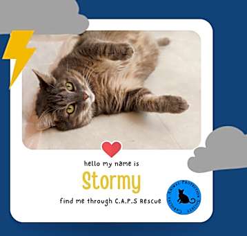 Photo of Stormy