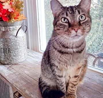 Photo of Bubba