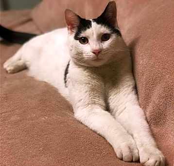 Photo of Oscar