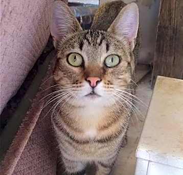 Photo of Loki