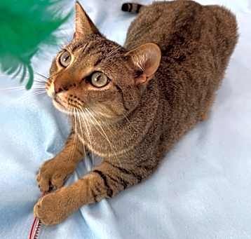 Photo of Hickory