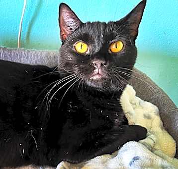 Photo of BUTTONS-born April 2022