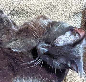 Photo of Oreo