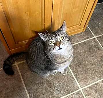 Photo of Simon Kitty