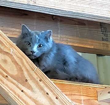Photo of Barncat