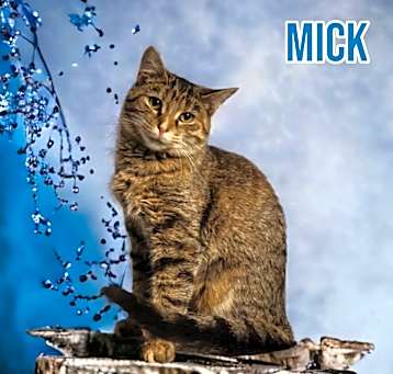 Photo of Mick (Fleetwood)