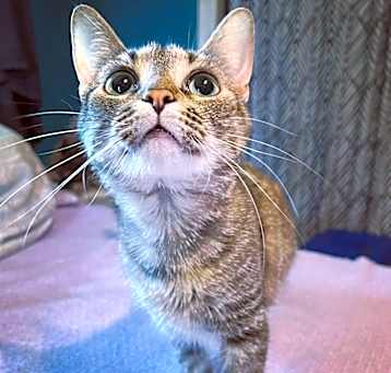 Photo of THUMBELINA-(born spring 2020) FIP survivor