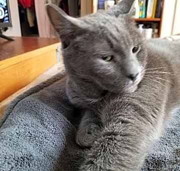 Photo of BUDDY