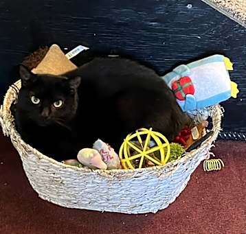 Photo of NASH- shy needs special adopter