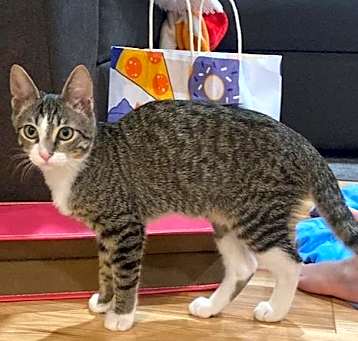 Photo of Noodle (Napa Christina)