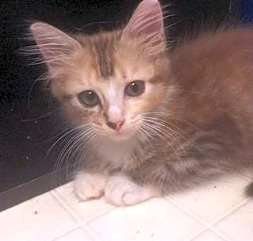Photo of Pumpkin
