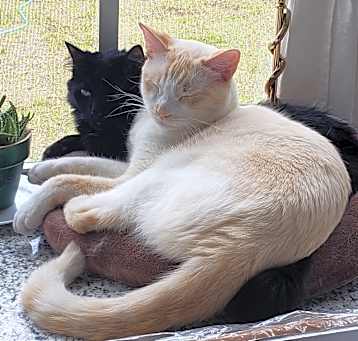 Photo of Lumos