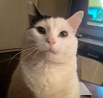 Photo of Oreo 