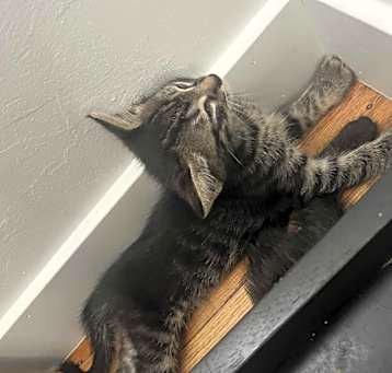 Photo of Tabby