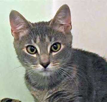 Photo of Astra