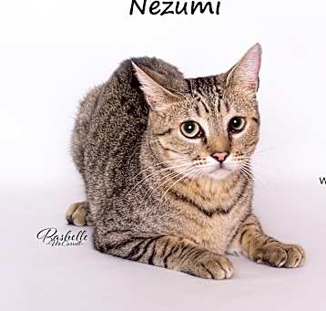 Photo of NEZUMI