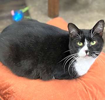 Photo of Guinness