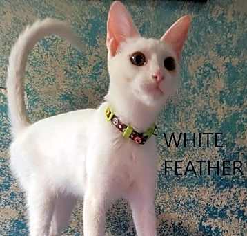 Photo of White Feather