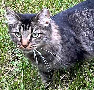 Photo of Newton