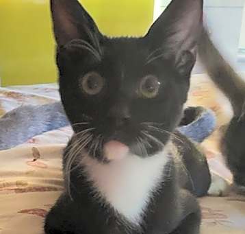 Photo of Sylvester