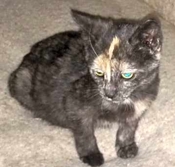 Photo of Jubilee