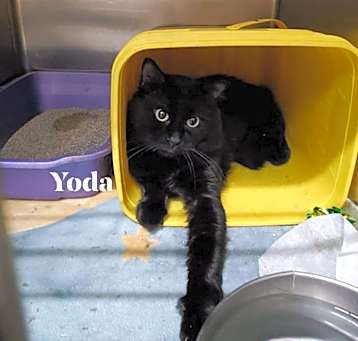 Photo of Yoda