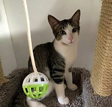 Photo of Dexter