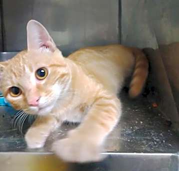 Photo of Oscar