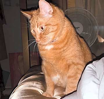 Photo of Maxwell (Courtesy Post - Contact info below)